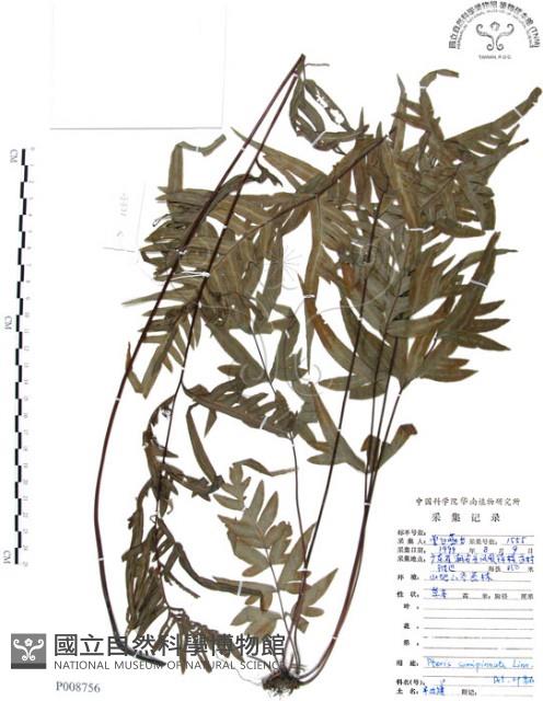 半邊羽裂鳳尾蕨藏品圖，第1張