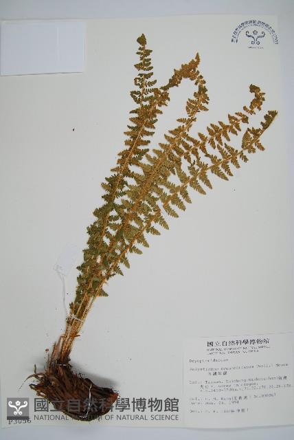 南湖耳蕨藏品圖，第1張