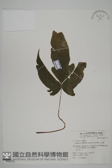 三叉蕨藏品圖，第1張