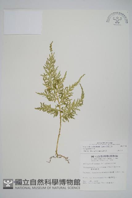 異葉卷柏藏品圖，第1張