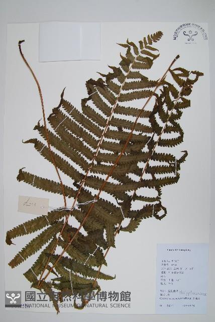 毛蕨藏品圖，第1張