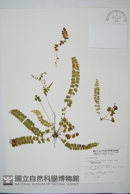 圓葉陵齒蕨藏品圖，第1張