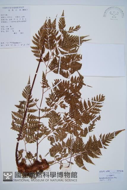 大葉骨碎補、台灣骨碎補、骨碎補藏品圖，第1張