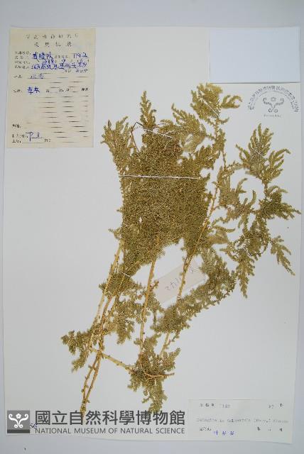 全緣卷柏藏品圖，第1張