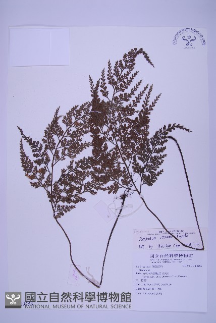 尖葉鐵角蕨藏品圖，第1張