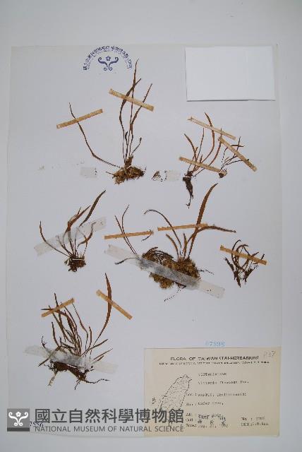 書帶蕨藏品圖，第1張