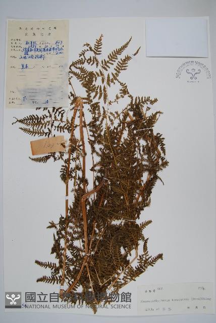 普通針毛蕨藏品圖，第1張