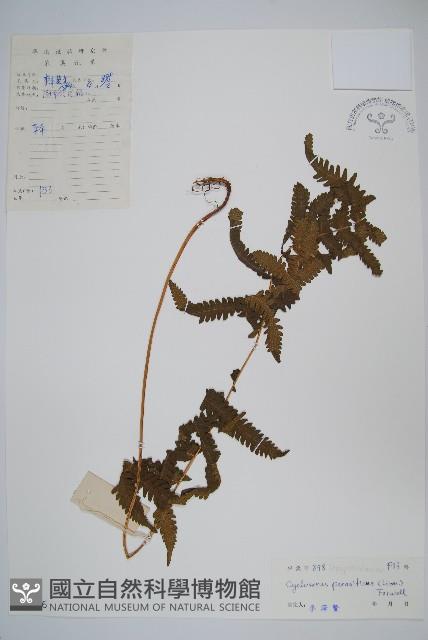 密毛毛蕨藏品圖，第1張