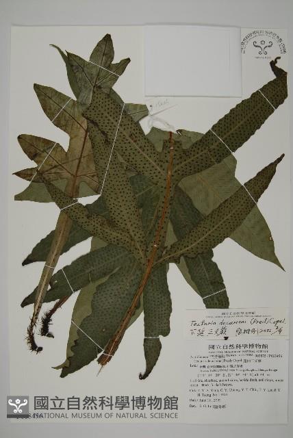 翅柄三叉蕨藏品圖，第1張