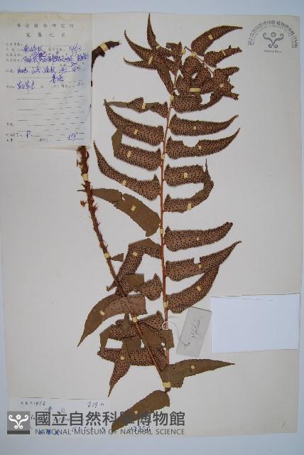 貫眾蕨藏品圖，第1張