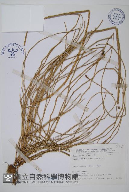 木賊藏品圖，第1張