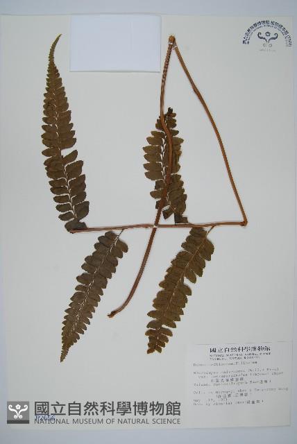 羽葉鱗蓋蕨藏品圖，第1張