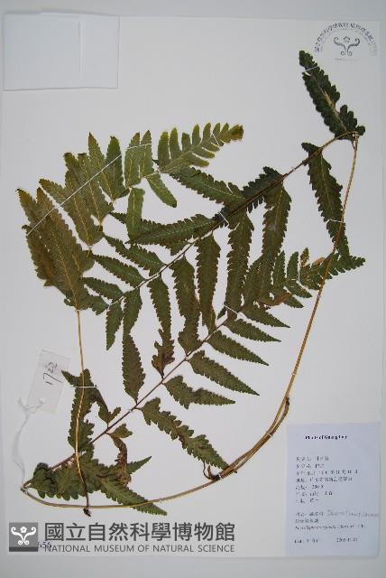 邊緣鱗蓋蕨藏品圖，第1張