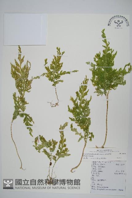 異葉卷柏藏品圖，第1張