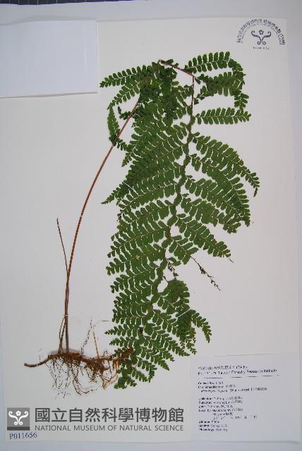 粗毛鱗蓋蕨藏品圖，第1張