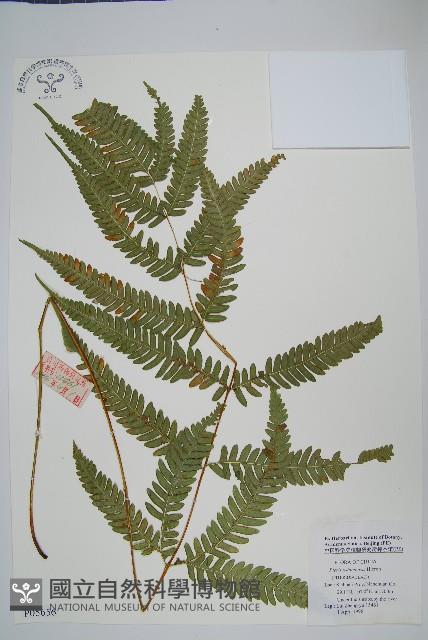 斜羽鳳尾蕨藏品圖，第1張
