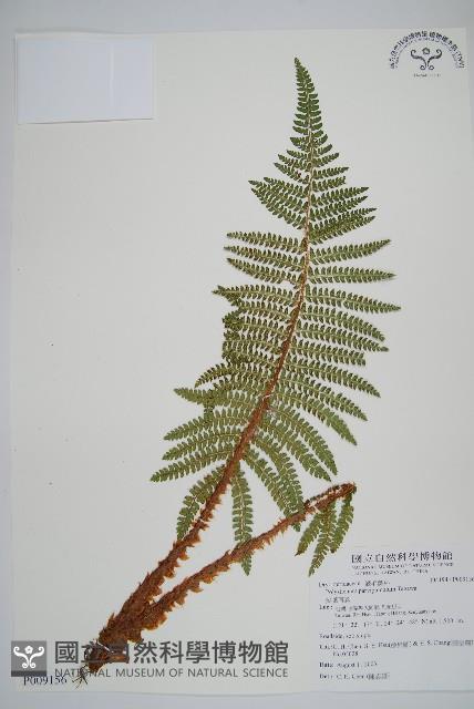 尖葉耳蕨藏品圖，第1張