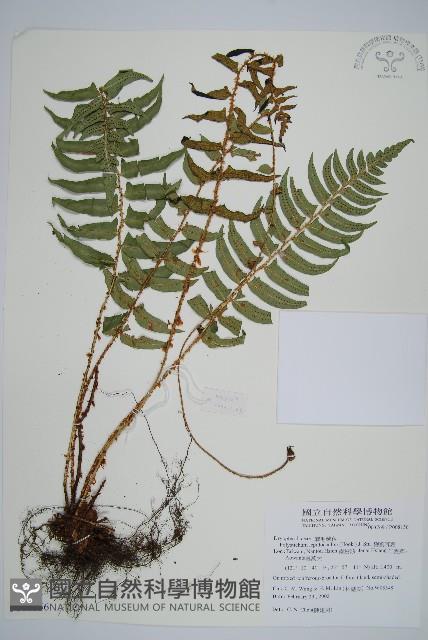 鞭葉耳蕨藏品圖，第1張