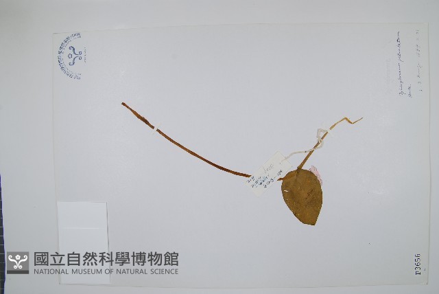 鈍頭瓶爾小草、狹葉瓶爾小草藏品圖，第1張