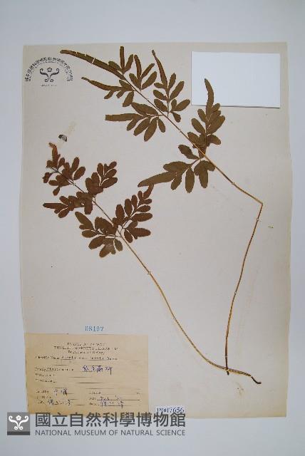 箭葉鳳尾蕨藏品圖，第1張