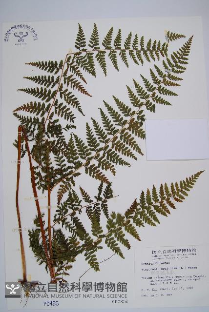 熱帶鱗蓋蕨藏品圖，第1張