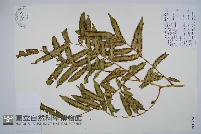 觀音座蓮舅藏品圖，第1張