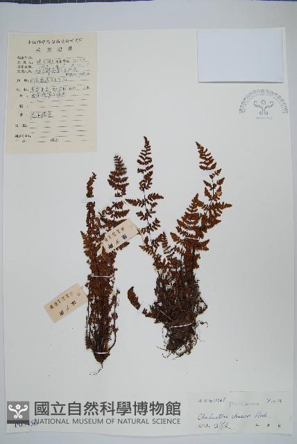 細葉碎米蕨藏品圖，第1張
