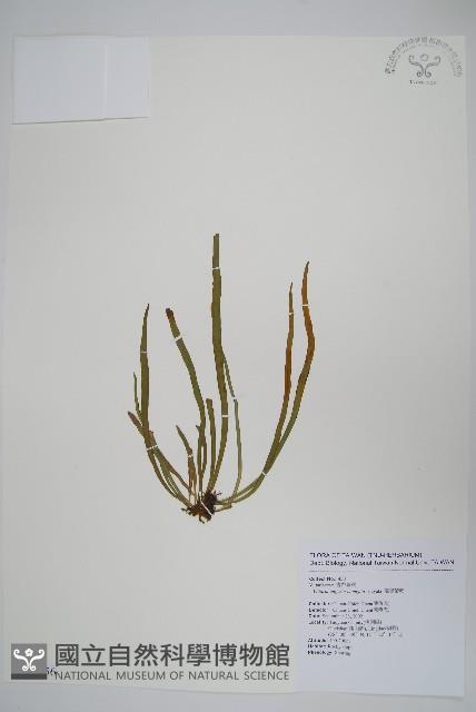 姬書帶蕨藏品圖，第1張