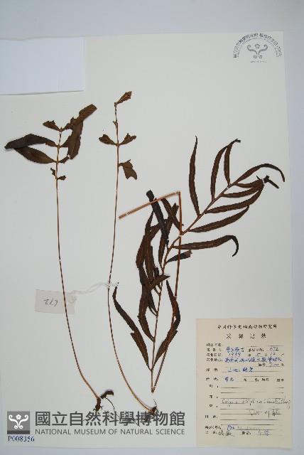 橢圓線蕨藏品圖，第1張