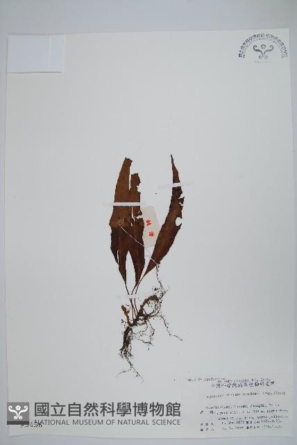 粵瓦葦藏品圖，第1張