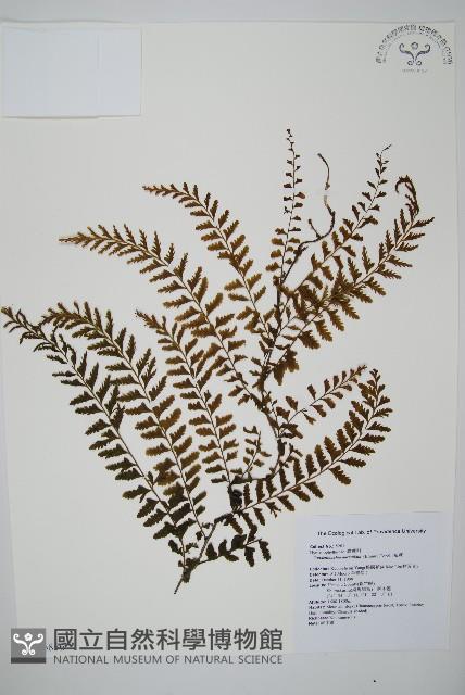 瓶蕨藏品圖，第1張