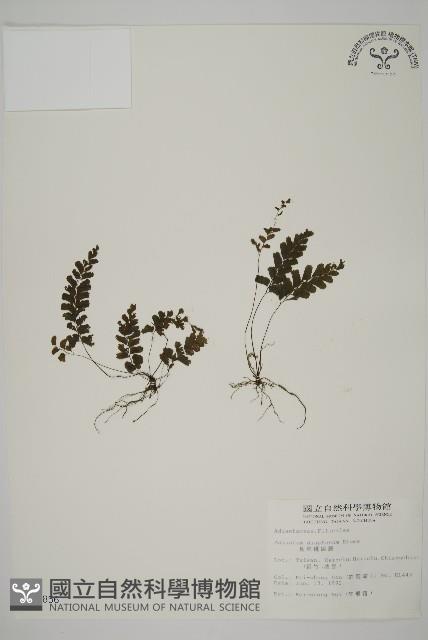 長尾鐵線蕨藏品圖，第1張