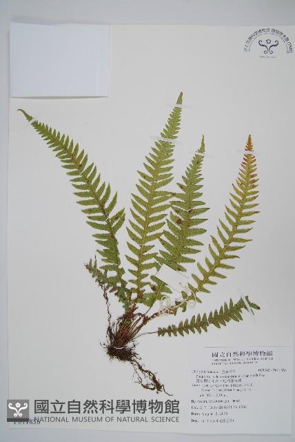 翅軸假金星蕨、短柄卵果蕨藏品圖，第1張
