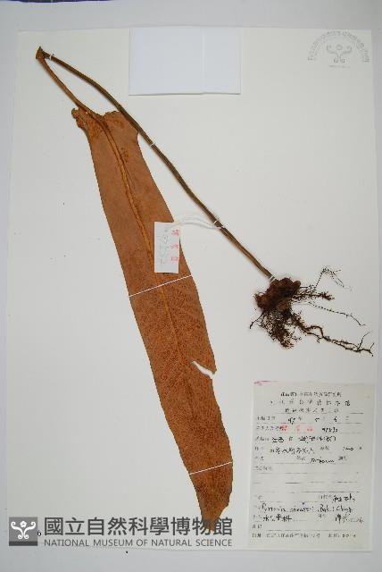 盧山石葦藏品圖，第1張