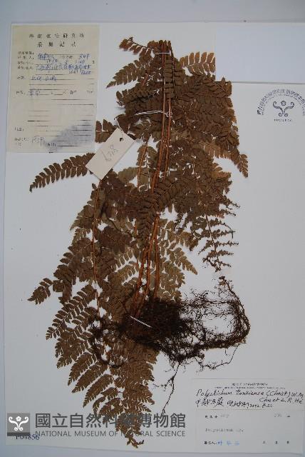 中越耳蕨藏品圖，第1張