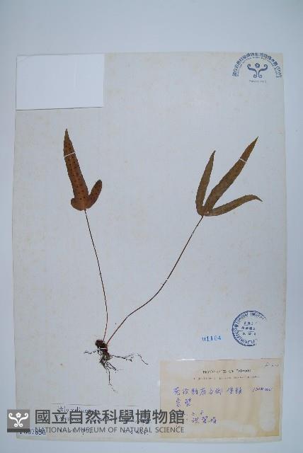 三葉茀蕨藏品圖，第1張