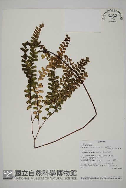 登錄號:P009856藏品圖，第1張