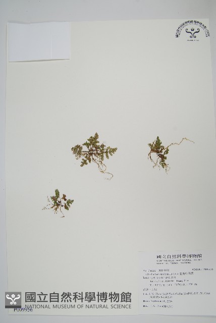 臺灣粉背蕨藏品圖，第1張