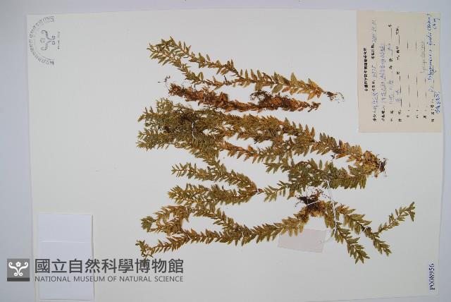 華南馬尾杉藏品圖，第1張