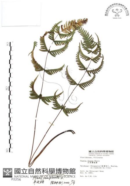 半邊羽裂鳳尾蕨藏品圖，第1張