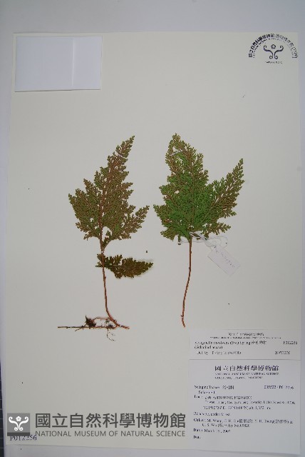 密葉卷柏藏品圖，第1張
