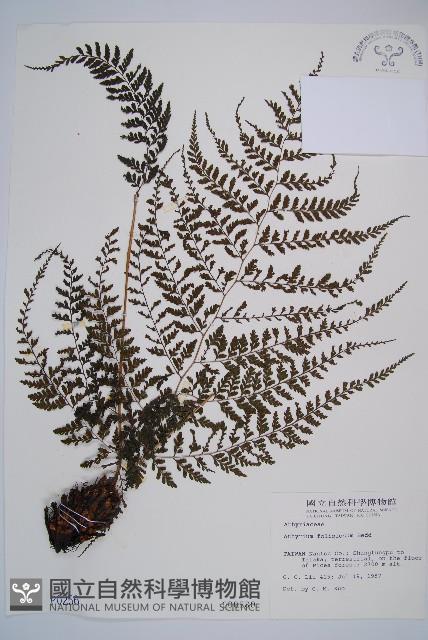 三回蹄蓋蕨藏品圖，第1張