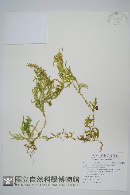 全緣卷柏藏品圖，第1張