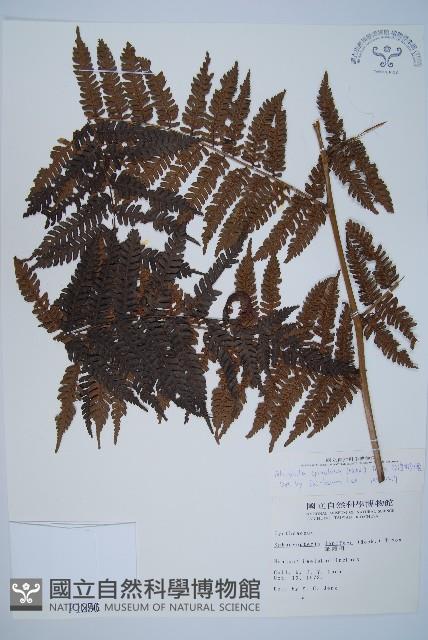 臺灣桫欏藏品圖，第1張