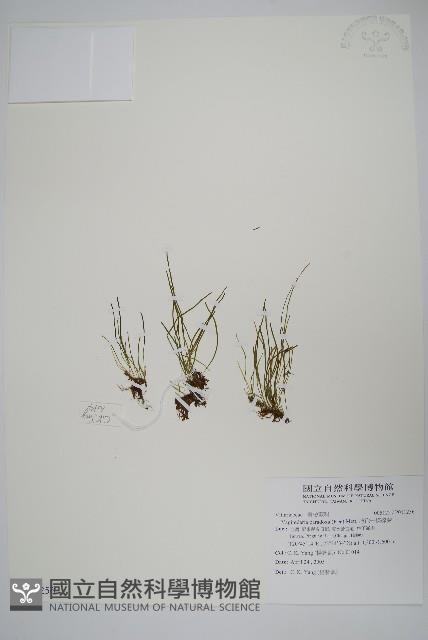 連孢一條線蕨藏品圖，第1張