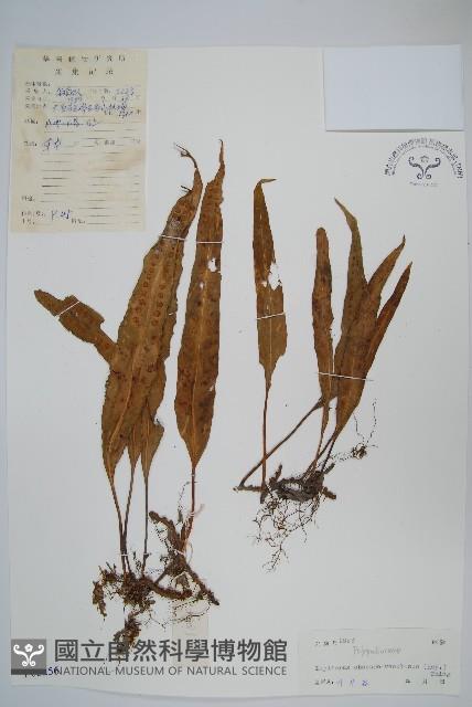 粵瓦葦藏品圖，第1張