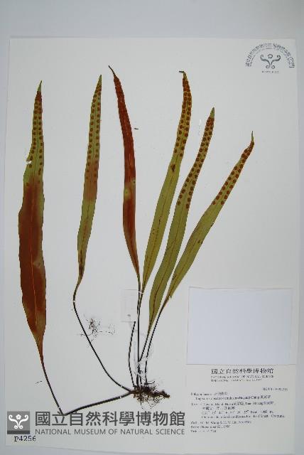 鱗瓦葦、長柄瓦葦藏品圖，第1張