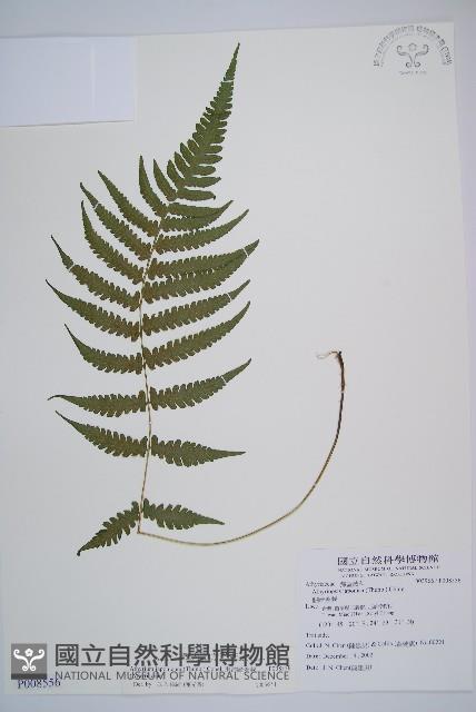 東洋蹄蓋蕨藏品圖，第1張