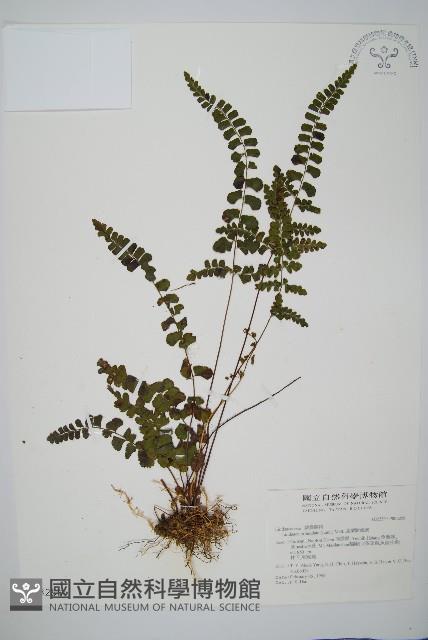 圓葉陵齒蕨藏品圖，第1張
