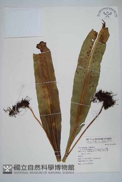 大星蕨藏品圖，第1張